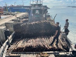 Bea Cukai Batam Gagalkan Penyelundupan 10.810 Batang Kayu Teki di Perairan Pulau Jaloh