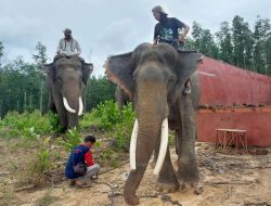 BKSDA Evakuasi 2 Gajah di Inhu, Diberi Nama “Kaesang dan Dodo”
