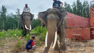 BKSDA Evakuasi 2 Gajah di Inhu, Diberi Nama “Kaesang dan Dodo”