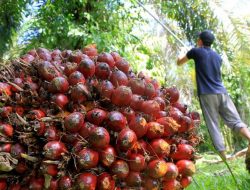 Alami Penurunan, Harga Sawit Minggu Ini Rp2.782,78 per Kg
