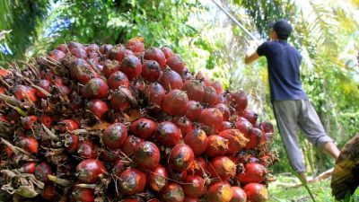 Alami Penurunan, Harga Sawit Minggu Ini Rp2.782,78 per Kg