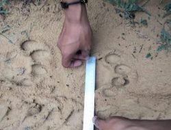 Jejak Harimau Ditemukan di Kebun Sawit Warga Pelalawan
