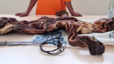 Polda Riau dan BKSDA Gagalkan Perdagangan Kulit Harimau, Satu Pelaku Ditangkap