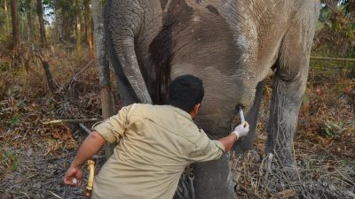 Tim Medis BKSDA Riau Obati Gajah Betina di Kawasan HTI PT Arara Abadi