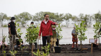 Tiba di Riau, Presiden Jokowi Tanam Mangrove di Pantai Raja Kecik