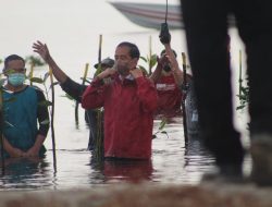 Presiden Jokowi Tanam Mangrove di Pantai Setokok Batam