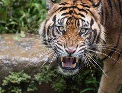 Ngeri, Remaja di Siak Diterkam Harimau, Tubuh Diseret ke Hutan
