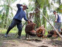 Harga Sawit Riau Rontok Jadi Rp2.787 per Kg