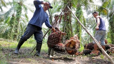 Harga Sawit Riau Rontok Jadi Rp2.787 per Kg