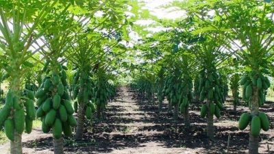 Manfaatkan Lahan Tidur, Petani Pepaya Kuansing Raup Keuntungan Rp6 Juta dalam Sepekan