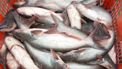 Investor Luar Negeri Minta Pasokan Ikan Patin dari Riau 30 Ton per Hari