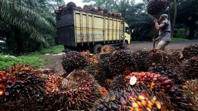 Kabar Baik bagi Petani Sawit, Harga TBS Meroket Tinggi