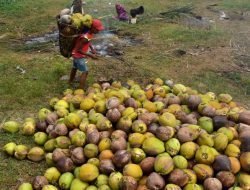 Terpantau Fluktuatif, Berikut Daftar Harga Komoditi Perkebunan di Riau Pekan Ini