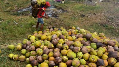 Terpantau Fluktuatif, Berikut Daftar Harga Komoditi Perkebunan di Riau Pekan Ini