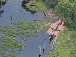 DLHK Riau Dukung Polda Berantas Ilegal Logging