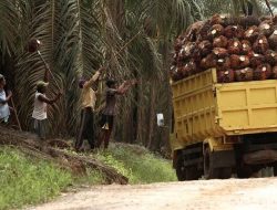 Ini Daftar Harga TBS Sawit di Riau Sepekan ke Depan