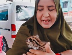 Warga Danau Bingkuang Kampar Serahkan Kucing Hutan ke BBKSDA Riau
