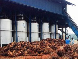 Disbun Riau Imbau PKS Agar Tak Turunkan Harga TBS