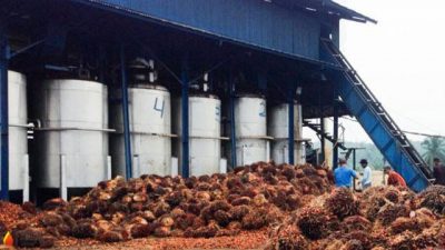 Disbun Riau Imbau PKS Agar Tak Turunkan Harga TBS