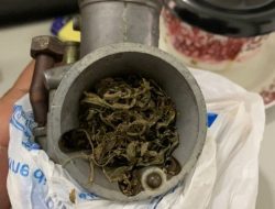 Pengiriman Paket Ganja dari Jakarta ke Batam Berhasil Digagalkan Bea Cukai Batam