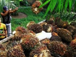 Naik Lagi, Ini Daftar Harga Sawit di Riau