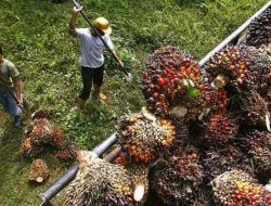 Naik Lagi, Berikut Daftar Harga Sawit di Riau