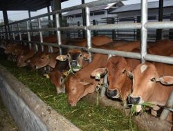 Pekan Depan, 567 Sapi Bantuan Pemprov Riau Tiba di Pekanbaru