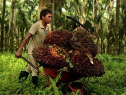 Turun Cukup Drastis, Berikut Daftar Harga Sawit Riau hingga 29 Maret 2022