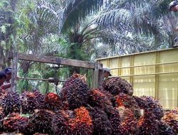 Pergubri Tata Niaga TBS Jadi Solusi Ancaman Anjloknya Harga Sawit di Riau