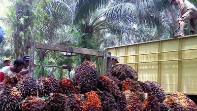 Pergubri Tata Niaga TBS Jadi Solusi Ancaman Anjloknya Harga Sawit di Riau