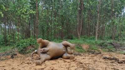 Gajah Sumatera Ditemukan Mati di Kawasan PT Riau Abadi Lestari
