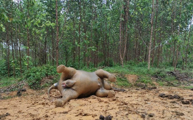 Gajah Sumatera Ditemukan Mati di Kawasan PT Riau Abadi Lestari