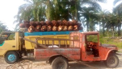 Harga TBS Sawit Anjlok, Ini yang Dilakukan Gubri