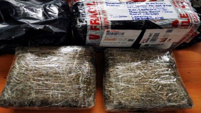 Kurang dari Sepekan, Bea Cukai Batam Gagalkan Pengiriman Dua Paket Ganja