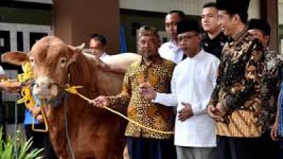 Presiden Jokowi Salurkan Hewan Kurban ke 34 Provinsi