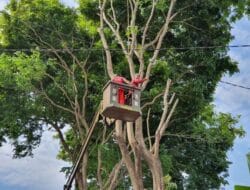 Pangkas Pohon, PLN Batam Lakukan Pemadaman Aliran Listrik