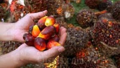 Naik Rp150, Berikut Daftar Harga Sawit Riau
