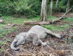 Terinfeksi Virus EEHV, Anak Gajah Ditemukan Mati di TWA Buluh Cina Kampar
