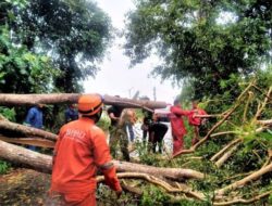 Pohon Tumbang Akibat Hujan Deras Disertai Angin Kencang di Tanjungpinang