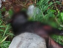 Seekor Tapir Ditemukan Mati di Rumbai Pesisir Pekanbaru