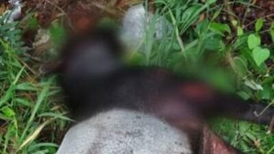 Seekor Tapir Ditemukan Mati di Rumbai Pesisir Pekanbaru