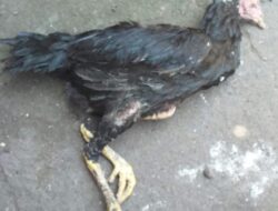 Ratusan Ayam Mati Mendadak di Kampar, DPKH Riau Imbau Masyarakat Tetap Waspada