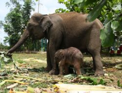 Bayi Gajah Lahir di Unit Konservasi Estate Ukui Pelalawan