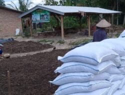Pupuk Mahal, Petani Sumsel Kembangkan Pupuk Organik