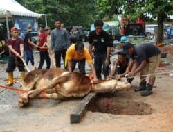 Momen Idul Adha 1444 H, BP Batam Lakukan Penyembelihan Hewan Qurban Hingga Launching Tabungan Qurban