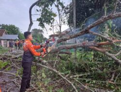 Angin Kencang Akibatkan Pohon Tumbang di Jalan Raya Sekayu