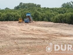 Nasib Mangrove di Batam, Ditimbun untuk Dijadikan Kawasan Komersil