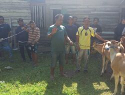 Kepala Desa Lamadong II Serahkan Bantuan 10 Ekor Sapi kepada Masyarakat