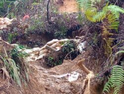 Aktivis Kecam Penambangan Emas Ilegal di Lahan Taman Nasional Gunung Halimun Salak