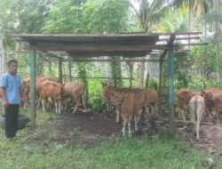 Pemdes Lamadong II Serahkan 20 Ekor Sapi ke Masyarakat